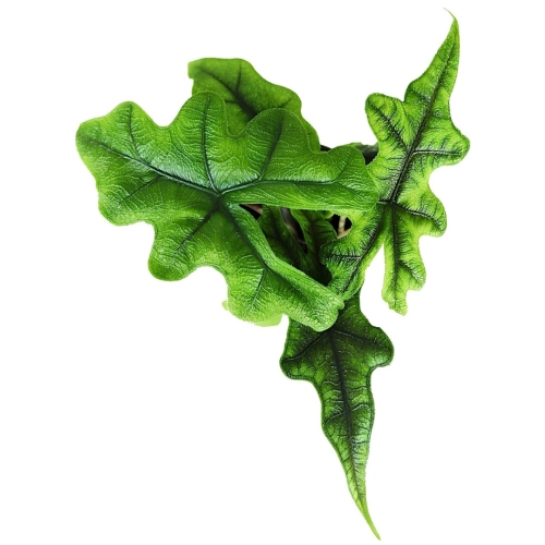 Предзаказ весна 2025 - Малыш Алоказия Жаклин 6/14 + Горшочек на фитиле
