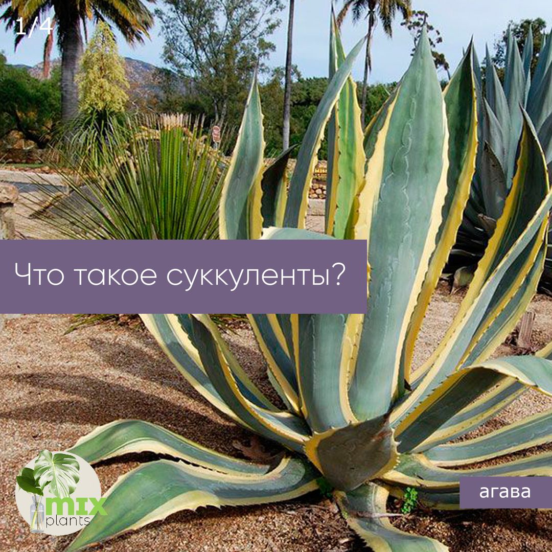 Что такое суккуленты?
