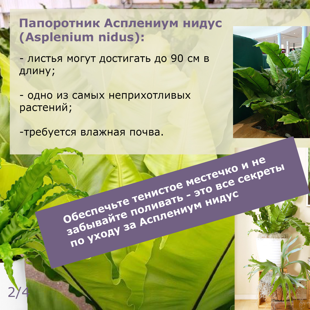 2 простых комнатных растения с эффектной тропической листвой
