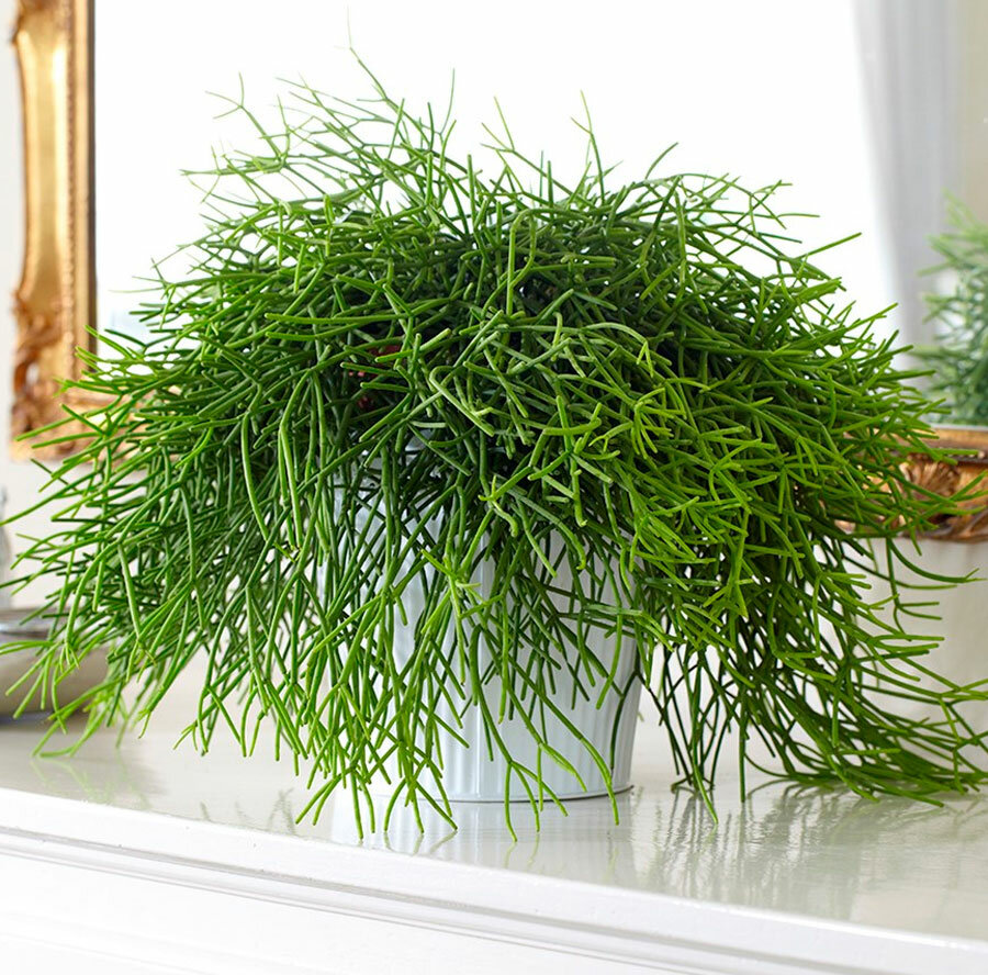 Rhipsalis baccifera