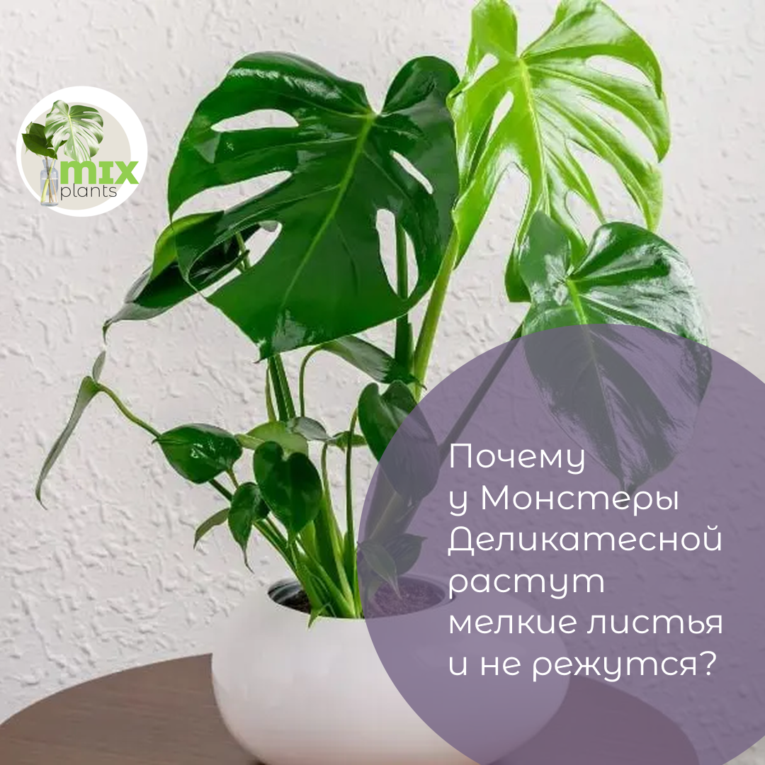 Почему у Монстеры Деликатесной растут мелкие листья и не режутся?