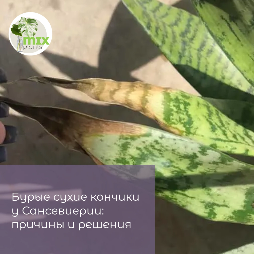 Бурые сухие кончики у Сансевиерии: причины и решения