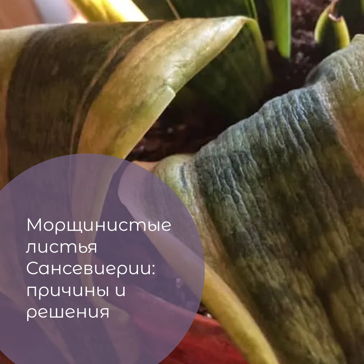 Морщинистые листья Сансевиерии: причины и решения